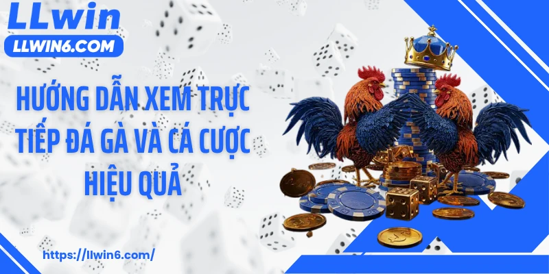 Hướng dẫn xem trực tiếp đá gà và cá cược hiệu quả